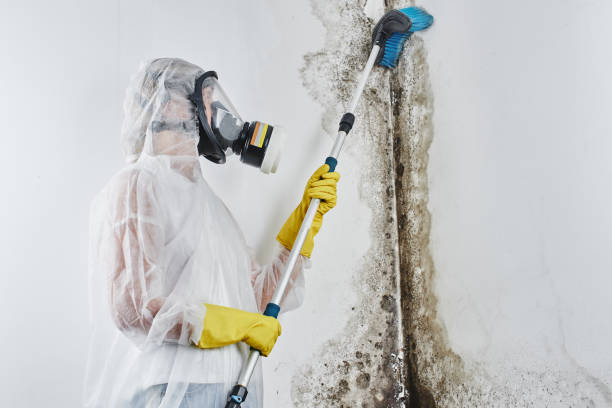 Best Water Damage & Mold Remediation  in USA